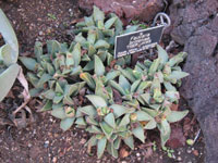 Faucaria britteniae