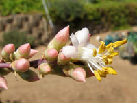 Fouquieria burragei