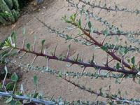 Fouquieria burragei