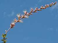 Fouquieria burragei