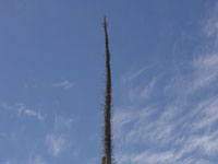 Fouquieria columnaris