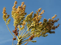 Fouquieria columnaris