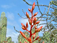 Fouquieria diguetii