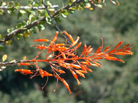 Fouquieria diguetii