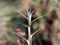 Fouquieria fasciculata