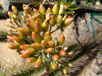 Fouquieria fasciculata