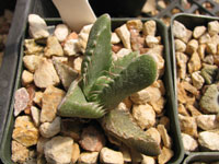 Faucaria felina