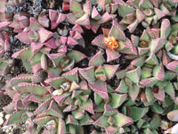 Faucaria felina