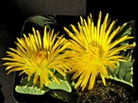 Faucaria felina