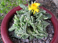 Faucaria felina