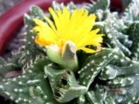 Faucaria felina