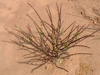 Fouquieria formosa