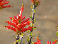 Fouquieria formosa