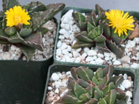 Faucaria gratiae