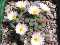 Frithia humilis