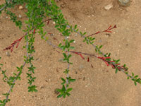 Fouquieria leonilae