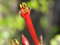 Fouquieria leonilae