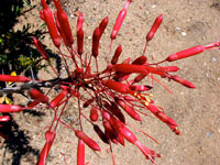 Fouquieria macdougalii