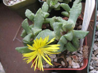 Faucaria nemorosa