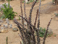 Fouquieria ochoterenae