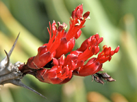 Fouquieria ochoterenae