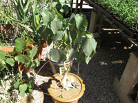 Ficus petiolaris