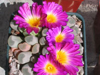 Frithia pulchra