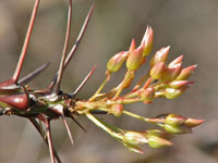 Fouquieria purpusii