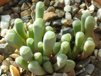 Fenestraria rhopalophylla