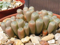 Fenestraria rhopalophylla