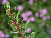 Fouquieria shrevei