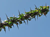 Fouquieria splendens