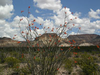 Fouquieria splendens