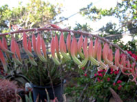 Gasteria acinacifolia