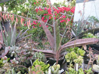 Gasteria acinacifolia