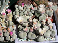 Gibbaeum album