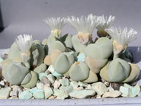 Gibbaeum album