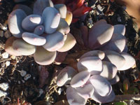 Graptopetalum amethystinum