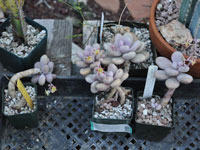 Graptopetalum amethystinum