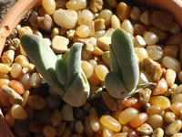 Gibbaeum angulipes