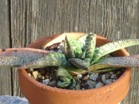 Gasteria batesiana