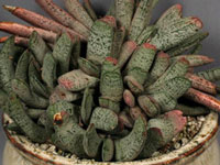 Gasteria baylissiana