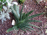 Gasteria bicolor