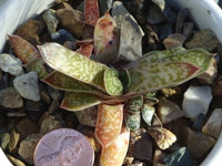 Gasteria bicolor