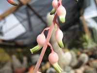 Gasteria bicolor