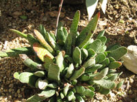 Gasteria carinata