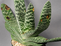 Gasteria carinata