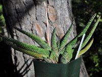 Gasteria carinata