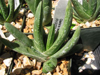 Gasteria carinata