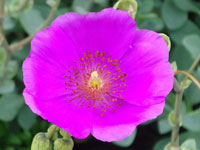 Calandrinia grandiflora